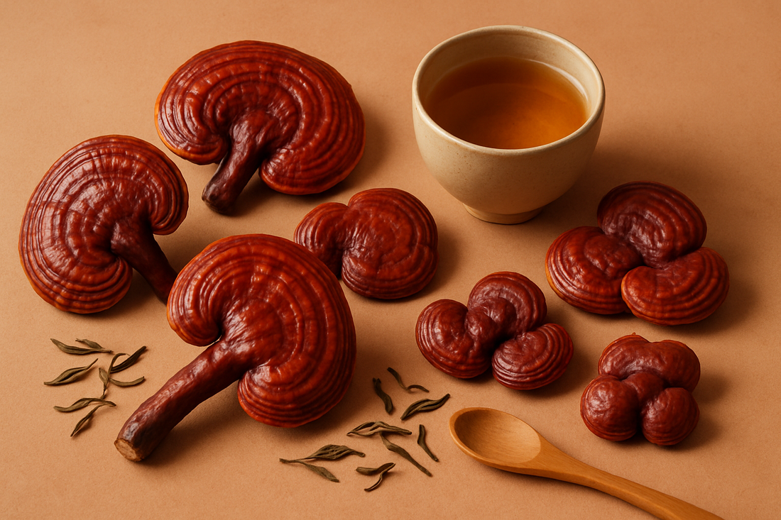 Reishi: The “Mushroom of Immortality” and Daily Balance