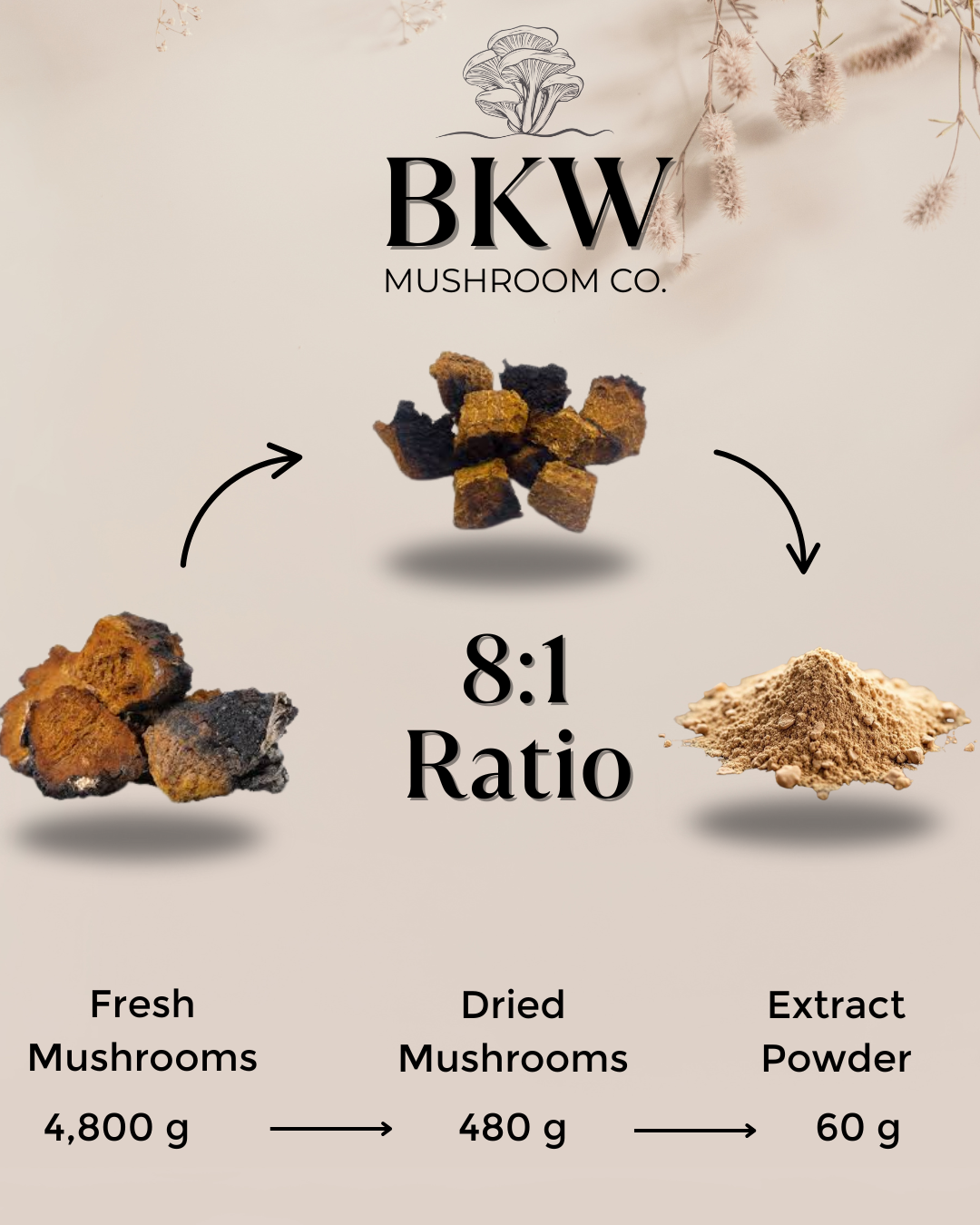 BKW Mushroom Co. infographic showing the transformation from fresh mushrooms to dried mushrooms and extract powder with a 8:1 ratio.
