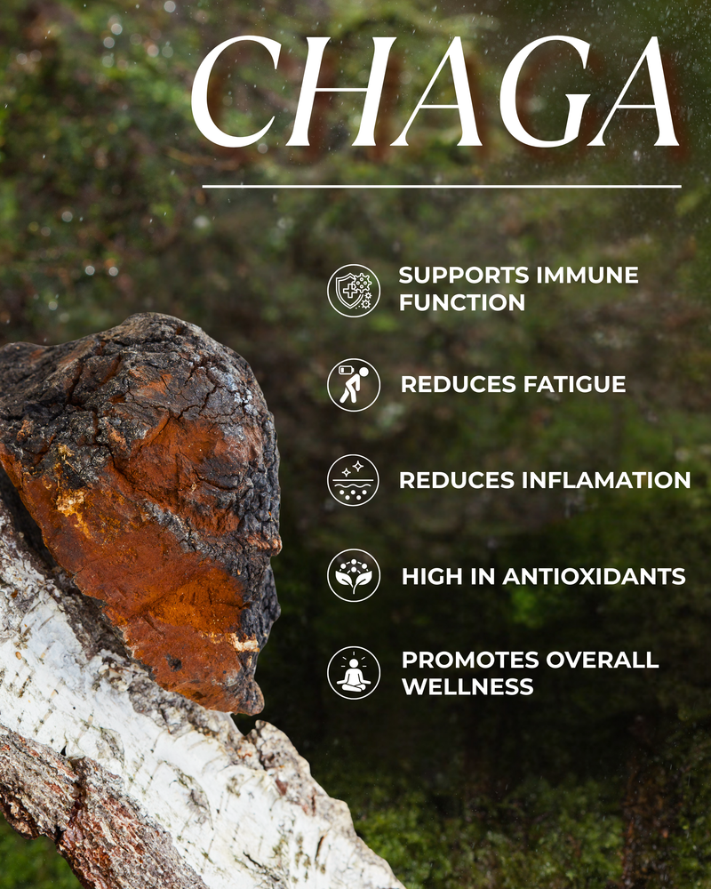 Chaga Dual Extract Powder