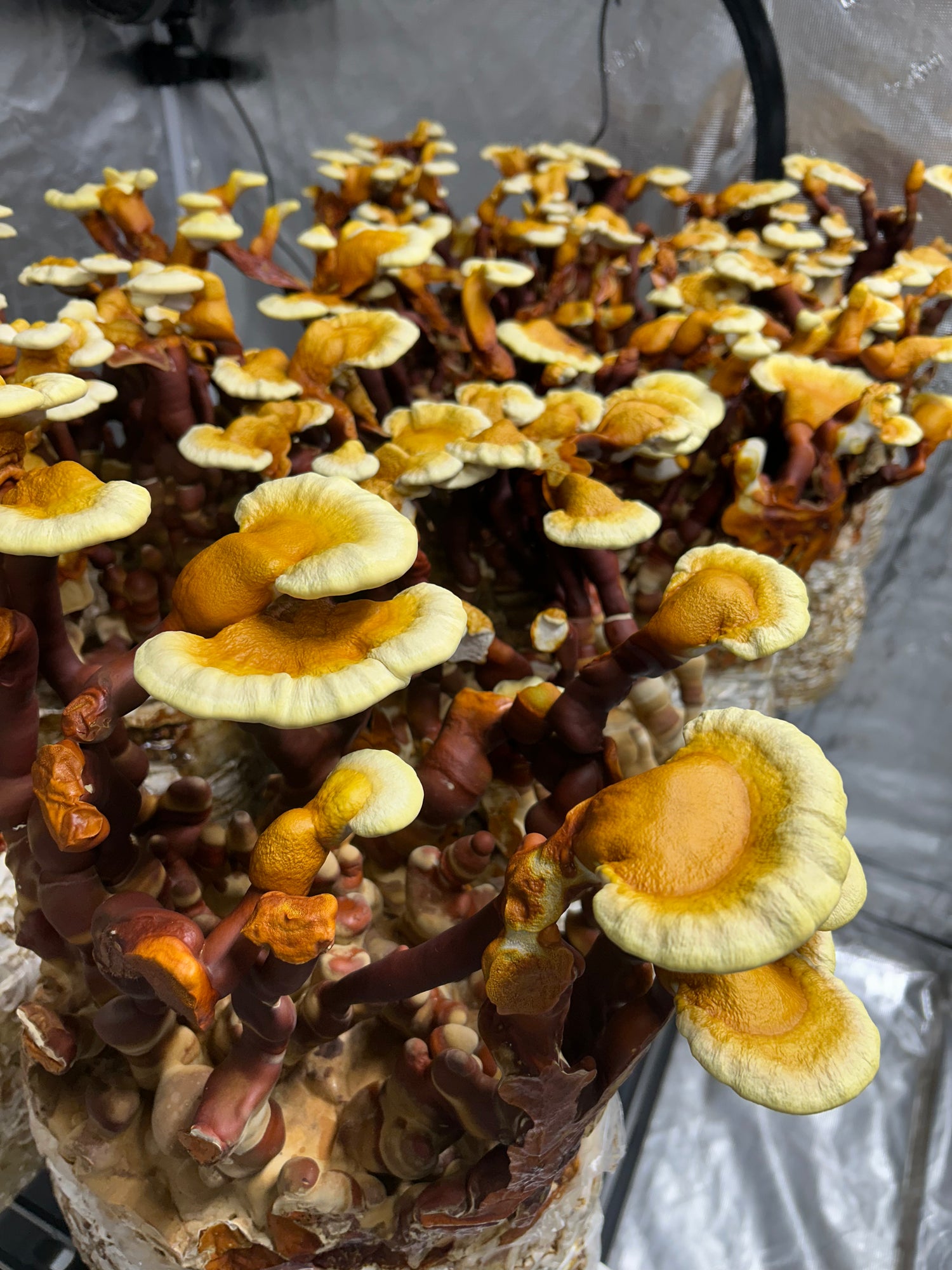 Reishi mushrooms growing in controlled environment setting. BKW mushroom co